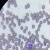 Phygene 瑞氏姬姆萨快速染色液排卵染色骨髓血涂片 [PH1793 Phygene]  2×100mL 