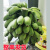时寐拒绝蕉绿一整株带杆桌面水培香蕉绿植可食用新鲜小米蕉 8斤