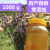 薰衣草蜂蜜纯正天然农家自产液态结晶新鲜原蜜成熟1000g新疆伊犁 500g