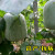 千特 瓜果种子大全司四季庭院盆栽瓜果种子 一串铃冬瓜种子