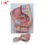 仁模RM/331B男性矢状解剖 (2件)生殖器官内外结构前列腺医学护理课程教学模具