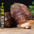 荔浦正宗广西特产芋头 新鲜香芋大果 生鲜蔬菜 现挖应季新品直供 芋头大果3斤（2-3个）
