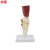 优模 YOMO/M202 1:1大人体膝关节带肌肉韧带骨骼模型膝盖骨运动系统教学骨科	