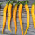 麦基乐湖南黄线椒种子黄贡种子丰产辣椒种子黄小米椒钟籽黄辣一号 黄辣一号一包约100粒+