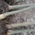 SMVP皂角树苗野生皂角苗带土发货现挖现卖皂角刺 皂角树7公分 其他