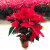 亦运林篆欲静一品红盆栽 国庆红圣诞花万年红向阳红植物花卉室内 红色简易盆一盆