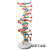 DNA双螺旋结构模型大号高中模型60cmJ33306脱氧核苷酸链分子结构 DNA模型拼装材料