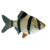 虎皮鱼活体鱼热带鱼淡水鱼小型鱼宠物鱼金绿虎皮鱼群游观赏鱼好养 3-4厘米黑色成鱼10条
