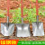 探福（TANFU）(本色尖铲头+1.2米槐木柄)全钢钢锹木柄锹农用铁锹锰钢铁铲工具机床备件P1178