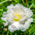 寿禾 太阳花种子混色重瓣四季种植种籽 太阳花种子(混色重瓣)2万粒