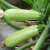 柯必达多种庭院蔬菜种子冬瓜茄子萝卜苦瓜南瓜等家庭小菜园系列种子 鲜嫩香丝瓜