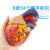 安达通 人体心脏解剖模型 实验室教学1:1B超彩超可拆卸心脏医学自然大心脏带血栓（34标识）
