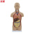 优模 YOMO/0320人体躯干模型内脏解剖头部大脑颅骨心脏肝胃肺肠 教学科普教具	