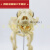 宠物骨科器械 狗骨骼标本模型 动物狗猫犬 教学骨架骨头 骨骼模型 大号狗骨架1.2米*20*60CM