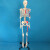 人体骨骼模型医用170cm一比一彩色脊柱全身骨架模型附神经带软肋 180cm全骨色不带神经白色