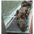 鱼缸造景垫板网格板底滤板底板顶盖板分隔离板防跳网原生溪流水陆 网格板 黑色10片