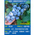 临雅蓝莓树苗蓝莓果苗盆栽南方北方室内外阳台庭院种植果树果苗 绿宝石-蓝莓中苗35-40cm