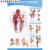医学足关节解剖示意图人体结构解剖图挂图宣传画科宣传健康海报的 膝关节解剖与创伤挂图 pp撕开即贴 32'寸60x80'厘'米