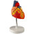 沪教（HUJIAO）心脏解剖模型 2倍放大版49个数字标注 人体心室心房生理生物医学教学模型 心脏模型