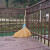 竹扫把农村老式竹丝扫帚笤帚户外庭院环卫通用大扫把扫院子 布扎竹丝