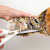 海泽鲜 进口波龙波士顿龙虾 鲜活生冻大龙虾礼盒7.0斤起 海鲜礼盒大龙虾 2.1-2.5斤/只
