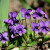 誉满园（yumanyuan）花草紫花地丁种子耐寒被耐阴多年生花种四季花籽花地丁紫花矮生 紫花地丁种子半斤