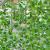 双盟仿真藤条绿萝叶装饰假树叶绿藤藤蔓塑料花藤水管道遮挡空调绿叶花