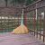 竹扫把农村老式竹丝扫帚笤帚户外庭院环卫通用大扫把扫院子 芦花扫把 长1.1米宽55厘米