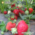 播种心情 草莓种子 四季奶油红草莓种籽水果食用易活播种易种室内阳台盆栽 食用薄荷1000粒