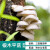 多彩蘑盒香菇椴木菌种子平菇食用菌种植木头黑木耳木头冬菇可食用栽培蘑菇 毛木耳1袋菌种+1个打盖工具