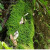 懿儱佩苔藓孢子粉鲜活青苔绿植地毯永生苔藓籽吸水石微景观假山上 恋石藓孢子粉21g