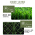 兰诗（LAUTEE）QD333 草坪拼接地毯 人造户外幼儿园绿色塑料仿真草皮垫 3厘米黄色