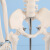 科睿才人体骨骼模型正骨全身展示教学模型 85厘米无椎间盘骨架 L100765