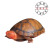 红面蛋龟乌龟活体宠物深水龟 4-5cm红面蛋龟 3只(精心挑选)