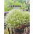 临雅满天星盆栽四季花卉植物室内花阳台客厅桌面绿植玛格丽特懒人盆景 玛格丽特-蜜糖