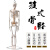 樵牧人  人体骨骼模型 骨架人体模型 成人小骷髅教学模型脊椎全身 85CM立式无椎间盘 带心血管 1副 