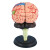 BYA-522  脑部结构解剖可拆卸模型 含底座 4D拼装大脑模型