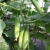 强雌水果黄瓜种子海诺瑞特T19黄瓜籽高产大刺溜老品种春季阳台棚 海诺瑞特T21原装10克