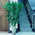 欧园侠富贵竹1.5米粗竹水培植物大叶竹转运竹盆栽植物室内绿植水养 1米左右 10支-带生根粉