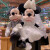 迪士尼（DISNEY）上海米乐园代购米奇妮公仔毛绒玩具新婚娃娃玩偶孩子陪玩安抚公仔 米奇特大号60cm 【乐园代购】