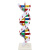 DNA模型演示生物链球形双螺旋 蛋白质模型教学学校老师基因用 白色