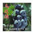 拾爱蓝莓树果苗带果盆栽地栽南方北方种植奥尼尔兔眼薄雾绿宝石蓝莓苗 乌达德五年苗当年结果