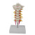 七格匠人体颈椎模型 7节颈椎带枕骨模型 医学模型