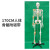 70cm人体骨骼模型骨架人体模型成人大白骷髅标本教学脊椎身 170CM骨骼附半边韧带