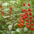 瀑布小番茄种子千禧樱桃西红柿圣女果种籽苗四季播黄蔬菜种孑水果 瀑布樱桃番茄2包装约100粒