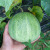 农之子 绿宝甜瓜种子小香瓜种孑瓜类种籽大全皮薄 绿宝石甜瓜种子50粒/更甜