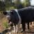 初土记 五花肉1.5kg 林下慢长1年 土猪肉带皮 散养黑猪土猪生鲜新鲜