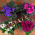 物鲜仙子非洲紫罗兰重瓣植物盆栽非洲堇阳台室内办公室四季开花 单瓣天鹅湖(冠幅16cm左右)