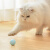 petgravity宠有引力滚滚球蓝色 电动猫玩具自嗨解闷神器自动逗猫球逗猫棒