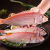 伯贤湛江新鲜金线鱼海鲜水产海钓海鱼红杉鱼红三鱼金丝鱼 中号(5-6条/斤) 5斤装
